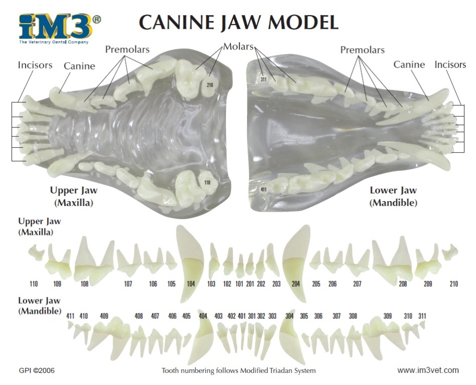 D1055 canine 2